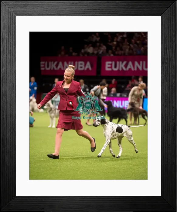Framed Print : International Junior Handling, Pascale Sperling from New Zealand with a Pointer Framed Print : International Junior Handling, Pascale Sperling from New Zealand with a Pointer