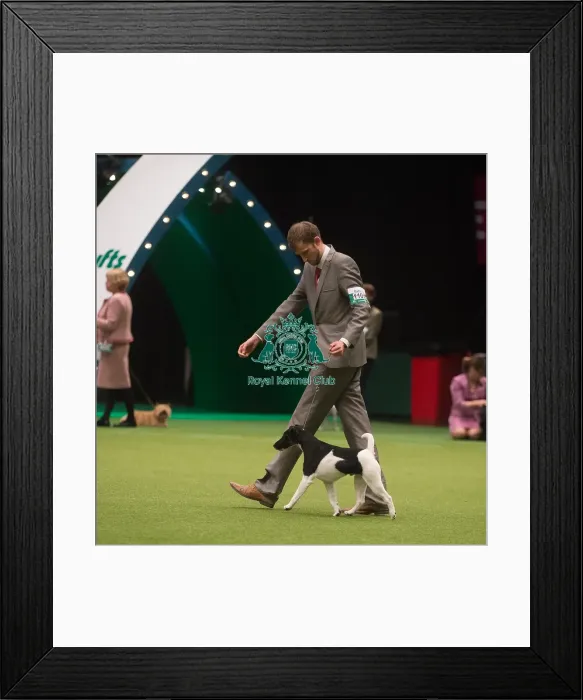 Framed Print : Crufts 2015 Framed Print : Crufts 2015