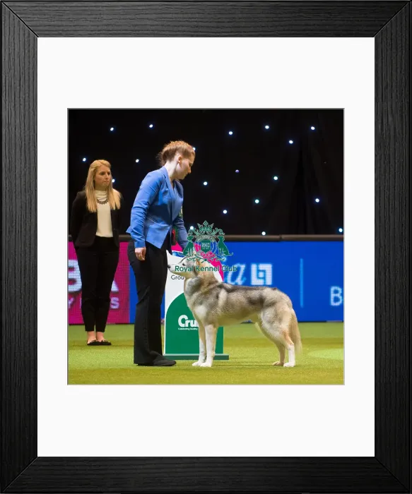 Framed Print : Crufts 2015