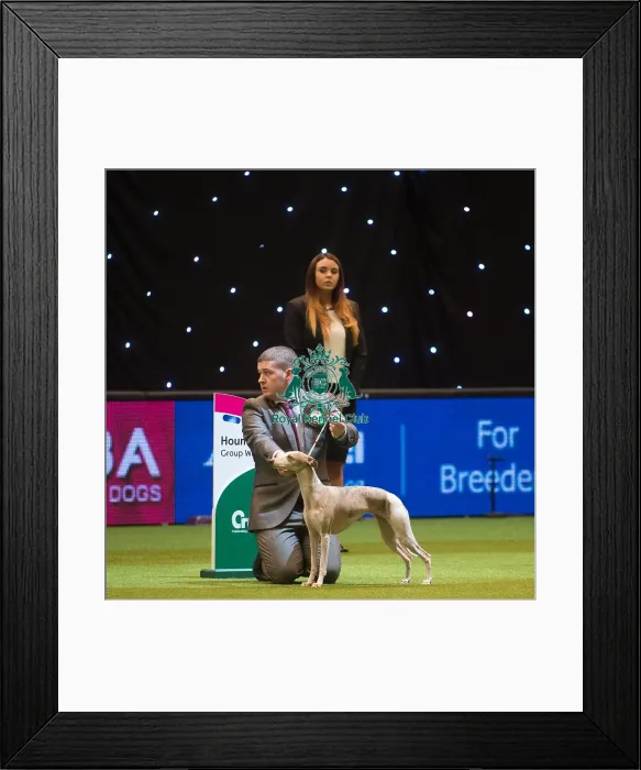 Framed Print : Crufts 2015 Framed Print : Crufts 2015