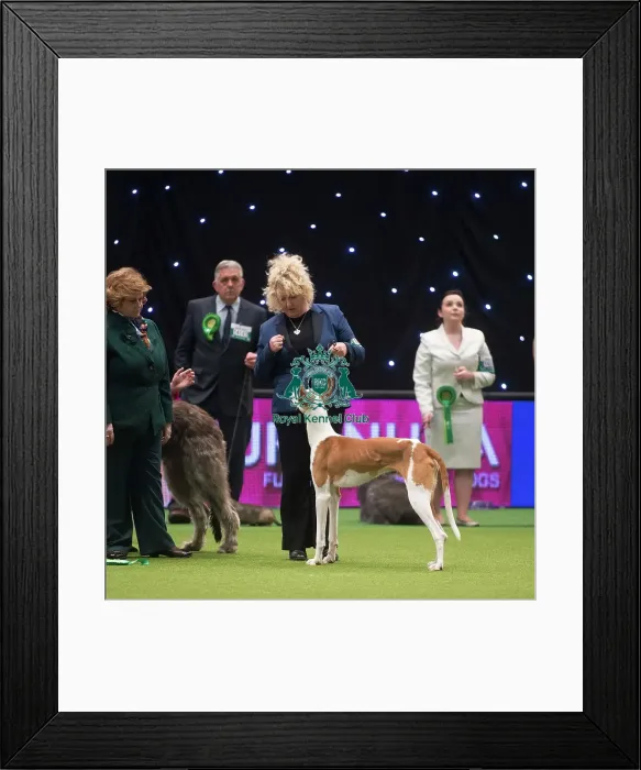 Framed Print : Crufts 2015