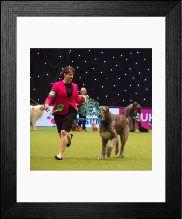Framed Print : Crufts 2015 Framed Print : Crufts 2015