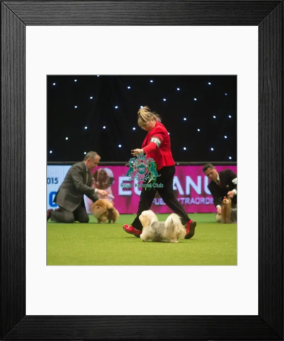 Framed Print : Crufts 2015 Framed Print : Crufts 2015