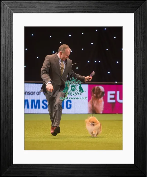 Framed Print : Crufts 2015 Framed Print : Crufts 2015