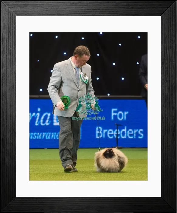 Framed Print : Crufts 2015
