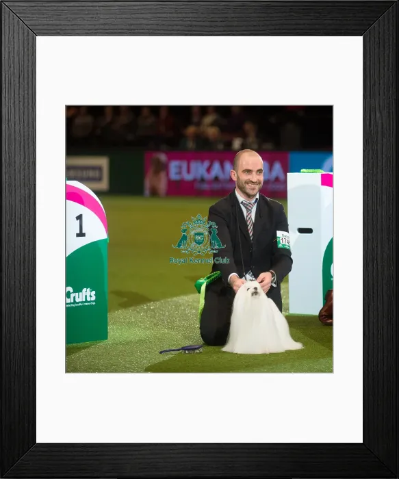 Framed Print : Toy Group Winner Framed Print : Toy Group Winner