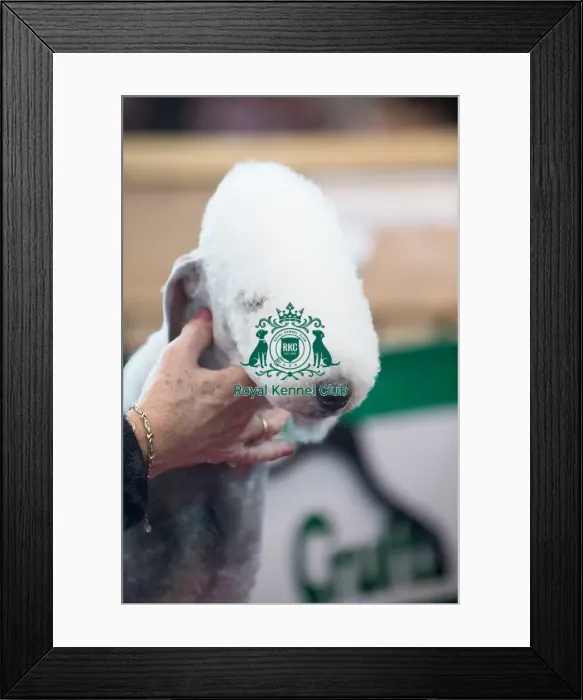 Framed Print : Bedlington Terrier about to show