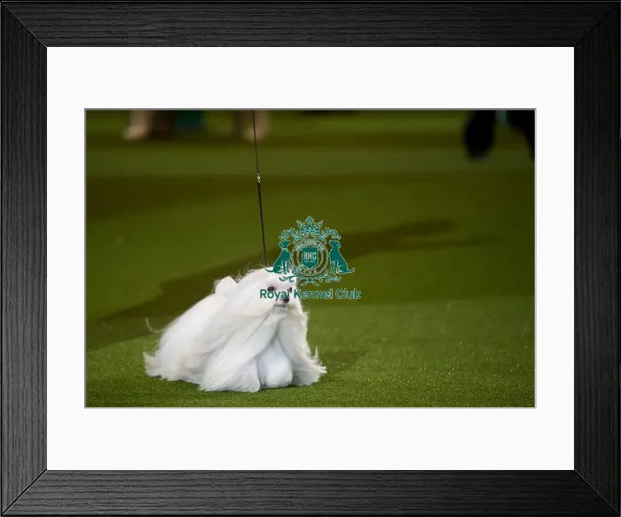 Framed Print : It  /  Gre  /  Rom  /  Fi  /  Spa  /  Port Ch Cinecitta Sasha Baron Colen [Atc Ar02698Ita]