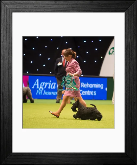 Framed Print : Terrier Group Winner MRS M L KHENKINA with RUS  /  BLR  /  UKR  /  CRO  /  LIT  /  LAT,  /  EST  /  BALT  /  SLO  /  PL  /  AM