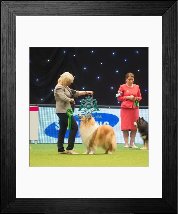 Framed Print : Crufts 2015 Framed Print : Crufts 2015