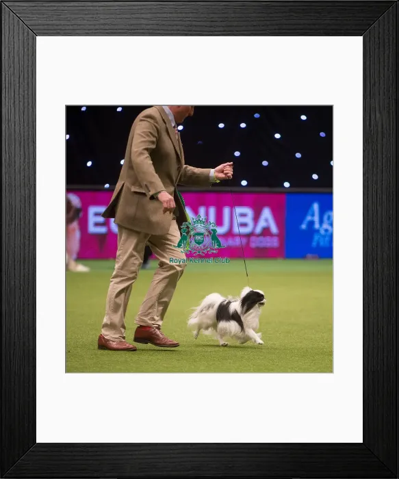 Framed Print : Best in Group, Crufts 2015 Framed Print : Best in Group, Crufts 2015