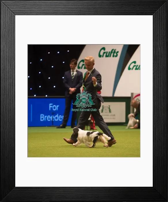 Framed Print : Best in Group, Crufts 2015 Framed Print : Best in Group, Crufts 2015
