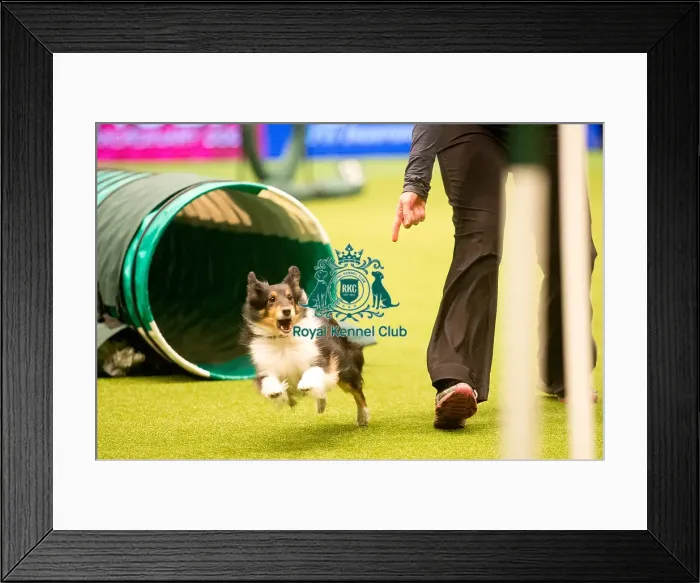 Framed Print : Crufts 2015