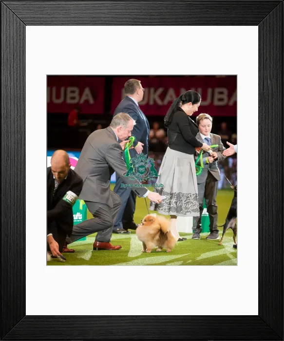 Framed Print : Best in Group Toy Framed Print : Best in Group Toy