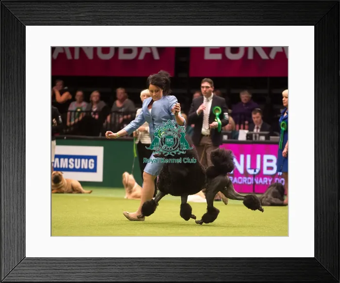 Framed Print : Crufts 2015 Framed Print : Crufts 2015