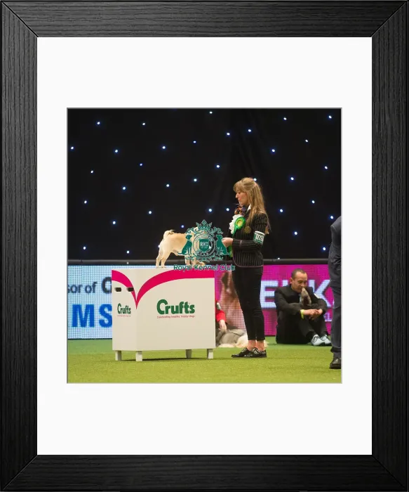 Framed Print : Crufts 2015 Framed Print : Crufts 2015