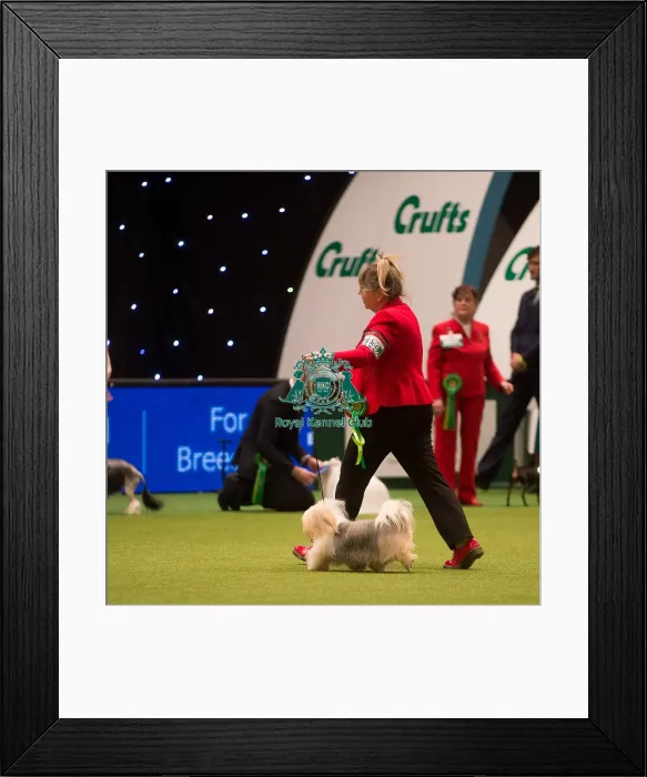 Framed Print : Best in Group, Crufts 2015 Framed Print : Best in Group, Crufts 2015