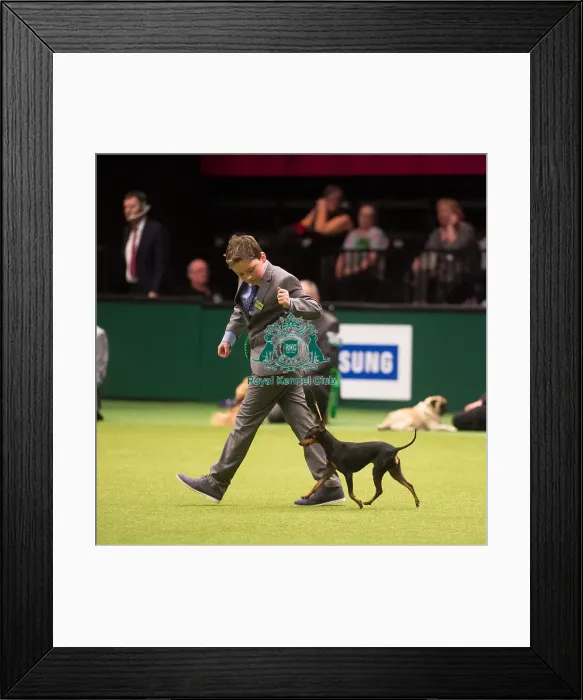 Framed Print : Crufts 2015 Framed Print : Crufts 2015