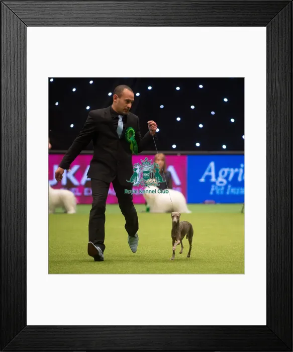 Framed Print : Best in Group, Crufts 2015 Framed Print : Best in Group, Crufts 2015