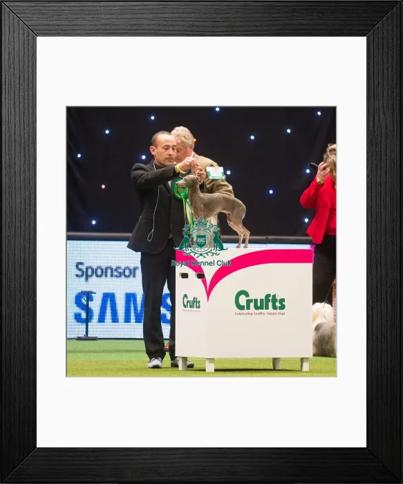 Framed Print : Best in Group, Crufts 2015 Framed Print : Best in Group, Crufts 2015