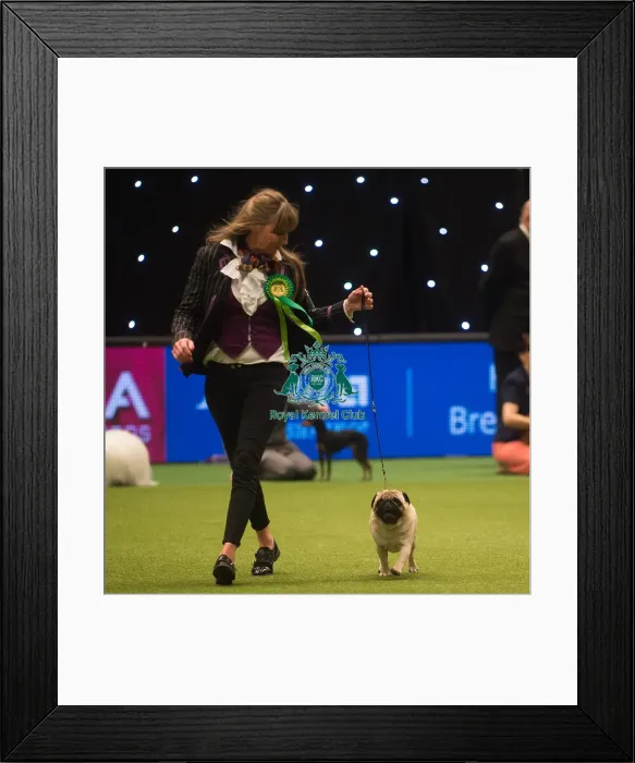 Framed Print : Crufts 2015 Framed Print : Crufts 2015