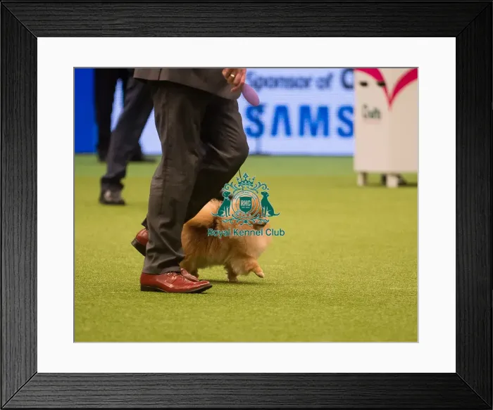 Framed Print : Best in Group