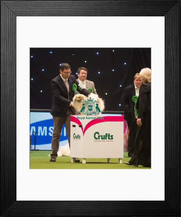 Framed Print : Crufts 2015 Framed Print : Crufts 2015
