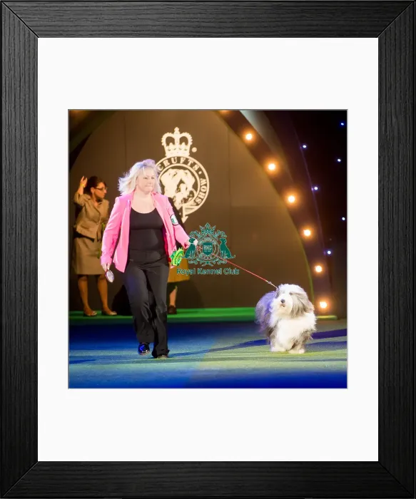 Framed Print : Ch Victory Winds Ghost Whisperer for Snowmead Jw (Imp Fra) Framed Print : Ch Victory Winds Ghost Whisperer for Snowmead Jw (Imp Fra)