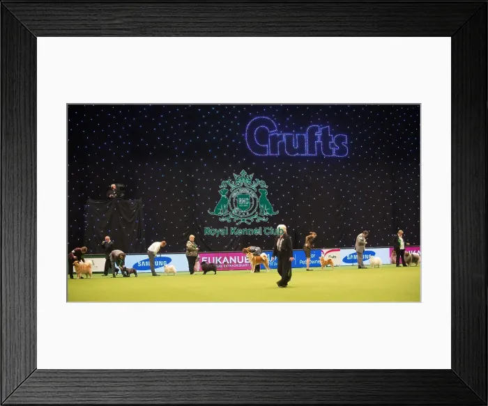 Framed Print : Crufts 2015 Framed Print : Crufts 2015