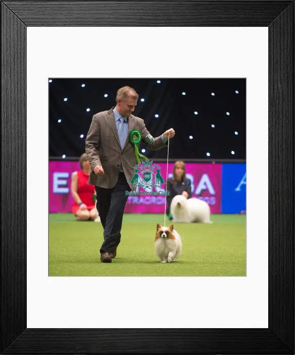 Framed Print : Crufts 2015 Framed Print : Crufts 2015