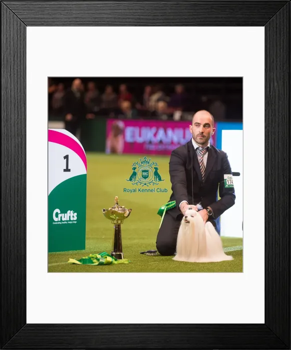 Framed Print : Toy Group Winner Framed Print : Toy Group Winner