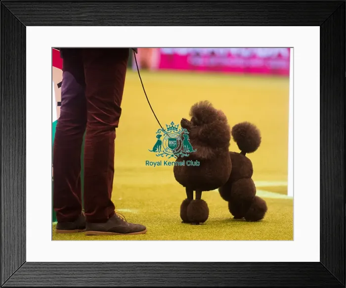 Framed Print : Crufts 2015 Framed Print : Crufts 2015