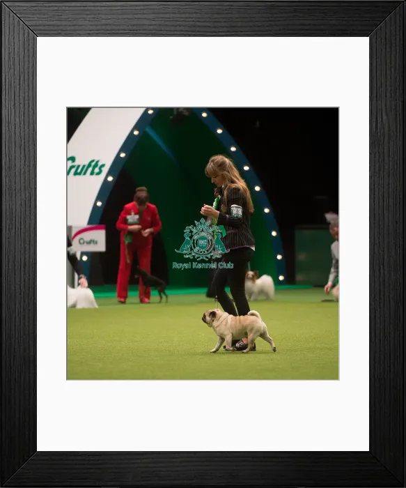 Framed Print : Crufts 2015 Framed Print : Crufts 2015