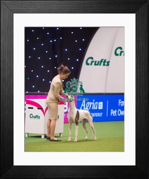 Framed Print : Crufts 2015 Framed Print : Crufts 2015