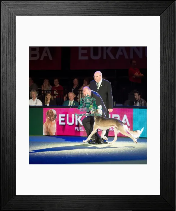 Framed Print : Se  /  No  /  Fi Ch Qirmizi Ovation Fiw-13 Nordw-13 Now-14 Nordw-14 Aw-14 [Atc As00401Swe]