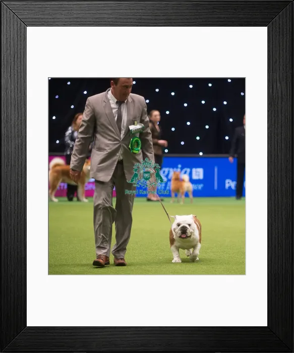 Framed Print : Crufts 2015 Framed Print : Crufts 2015