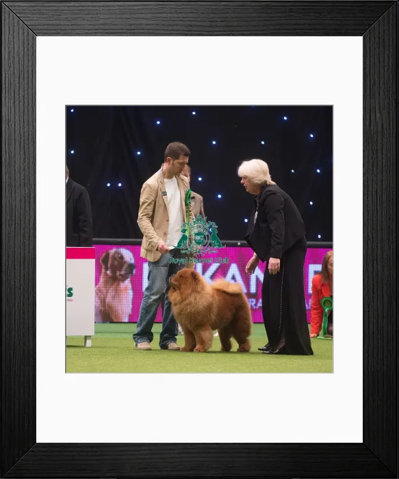 Framed Print : Crufts 2015 Framed Print : Crufts 2015