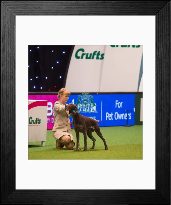 Framed Print : Crufts 2015 Framed Print : Crufts 2015