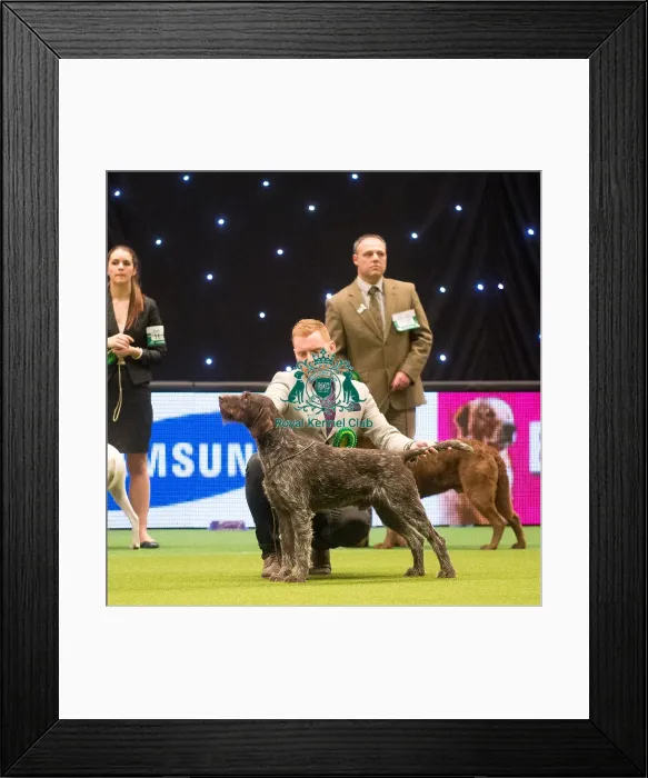 Framed Print : Crufts 2015 Framed Print : Crufts 2015