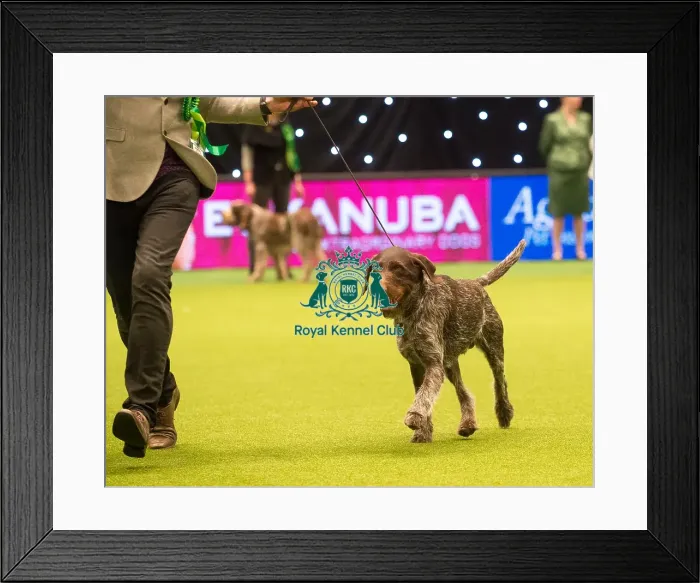 Framed Print : Crufts 2015 Framed Print : Crufts 2015
