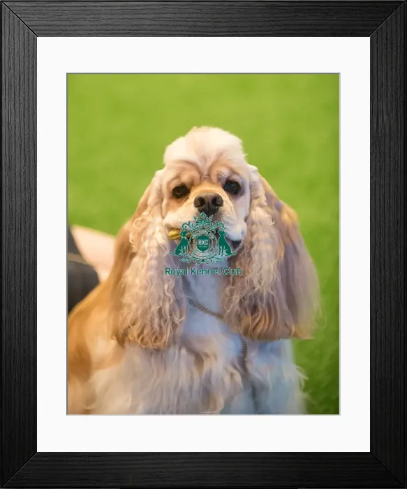 Framed Print : Crufts 2015 Framed Print : Crufts 2015
