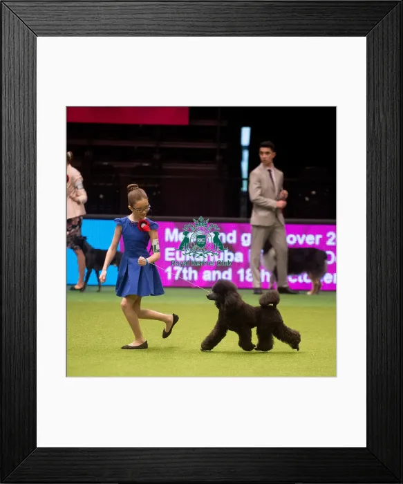 Framed Print : Crufts 2015 Framed Print : Crufts 2015