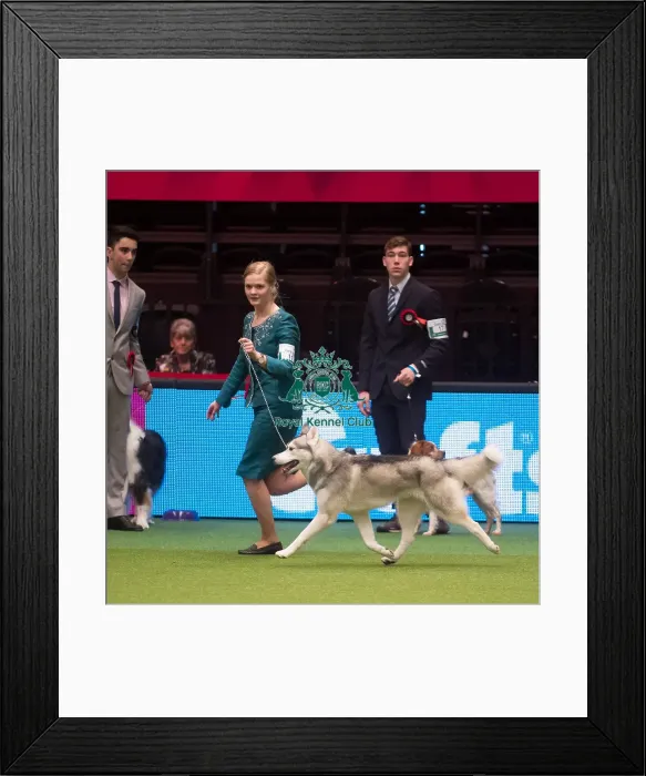 Framed Print : Crufts 2015 Framed Print : Crufts 2015