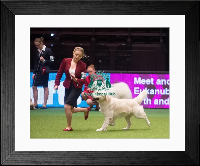 Framed Print : Crufts 2015 Framed Print : Crufts 2015