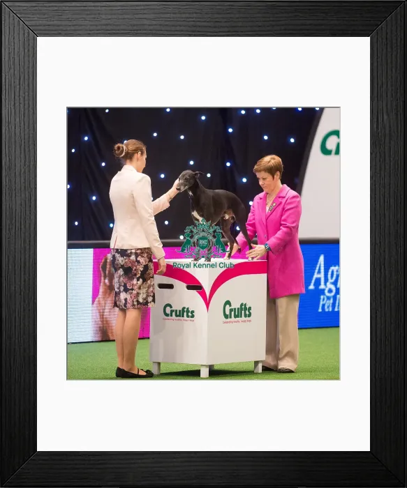 Framed Print : Crufts 2015 Framed Print : Crufts 2015
