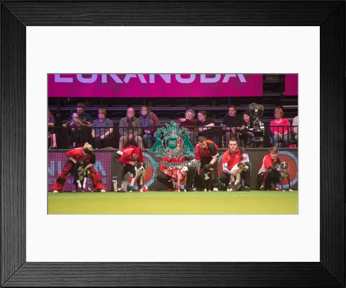 Framed Print : Crufts 2015