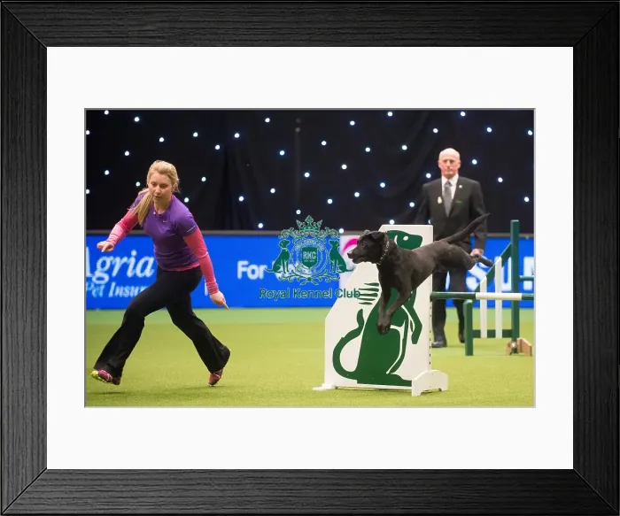 Framed Print : Crufts 2015 Framed Print : Crufts 2015