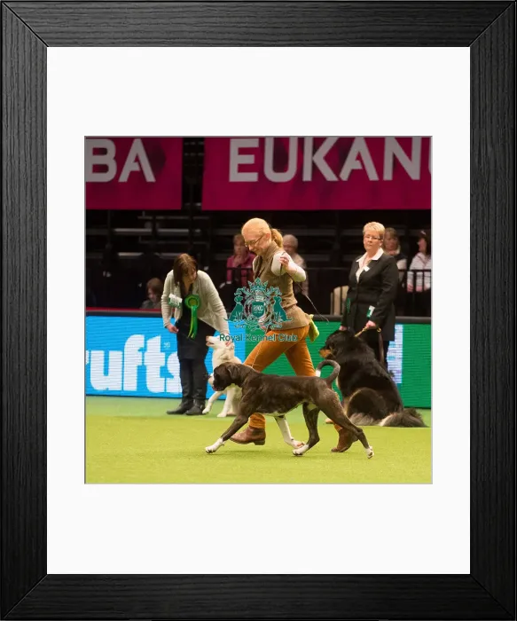 Framed Print : Crufts 2015 Framed Print : Crufts 2015