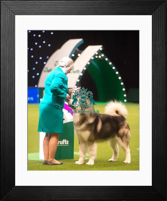 Framed Print : Winner Working Group 1st place Framed Print : Winner Working Group 1st place