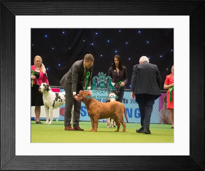 Framed Print : Crufts 2015 Framed Print : Crufts 2015